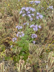Lacy Phacelia