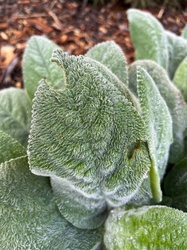 Lamb's Ear