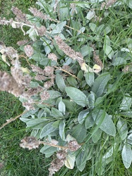 Lamb's Ear