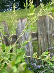 Lamb's quarters