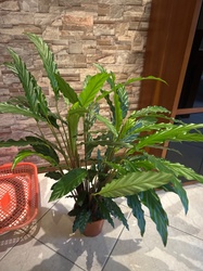 Lancetae Calathea