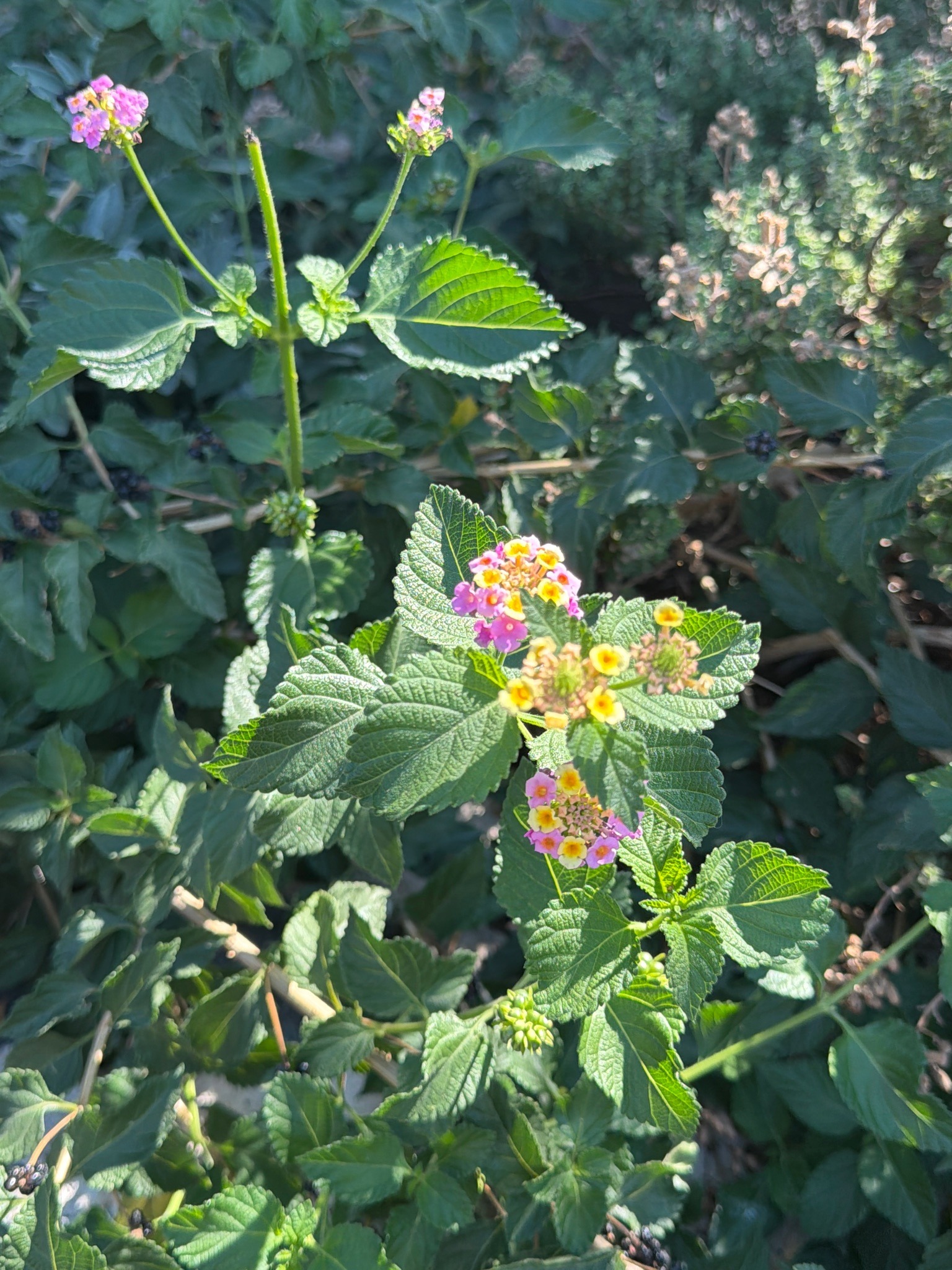 Lantana