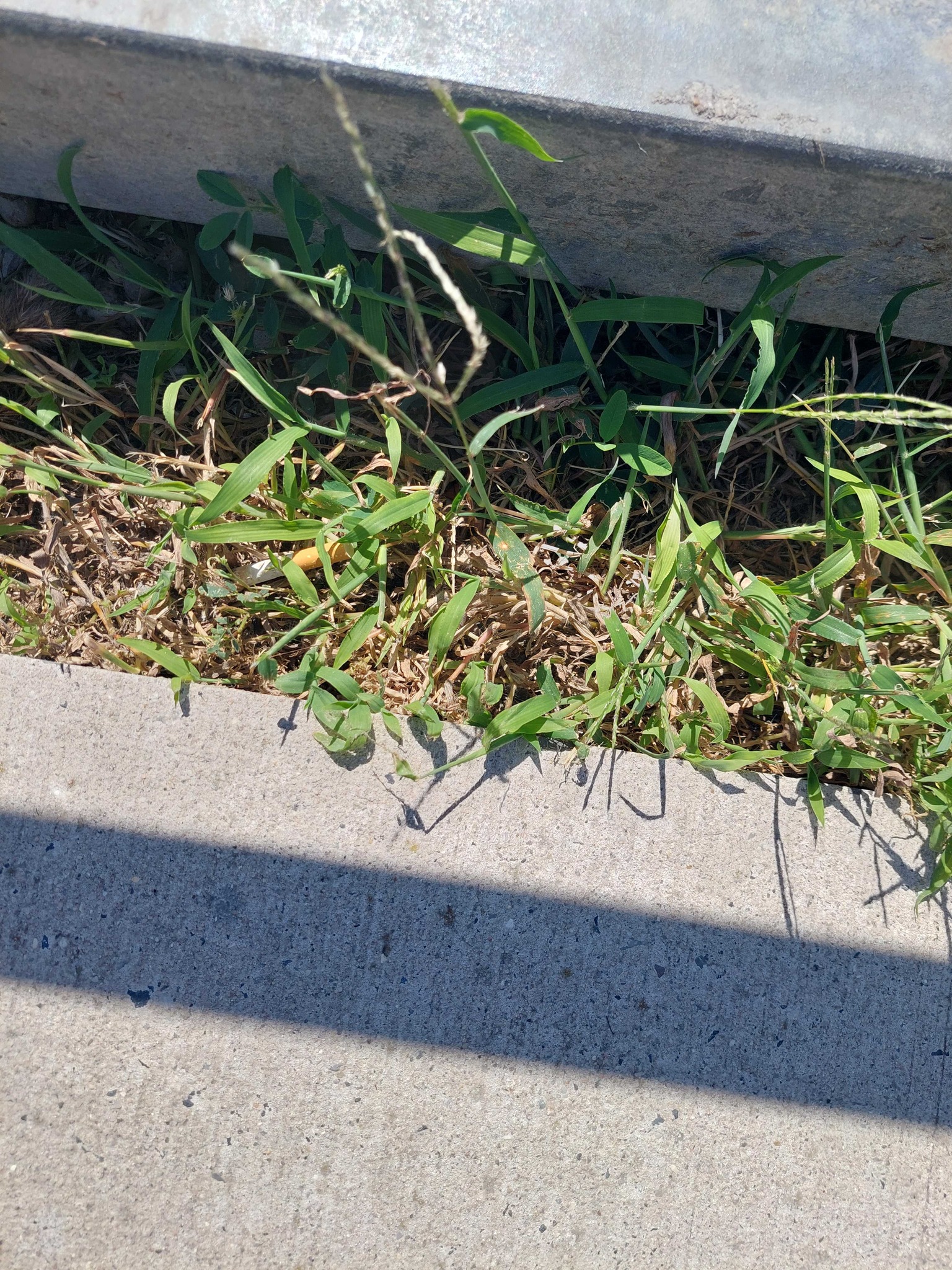 Large Crabgrass