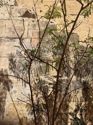 Leadtree