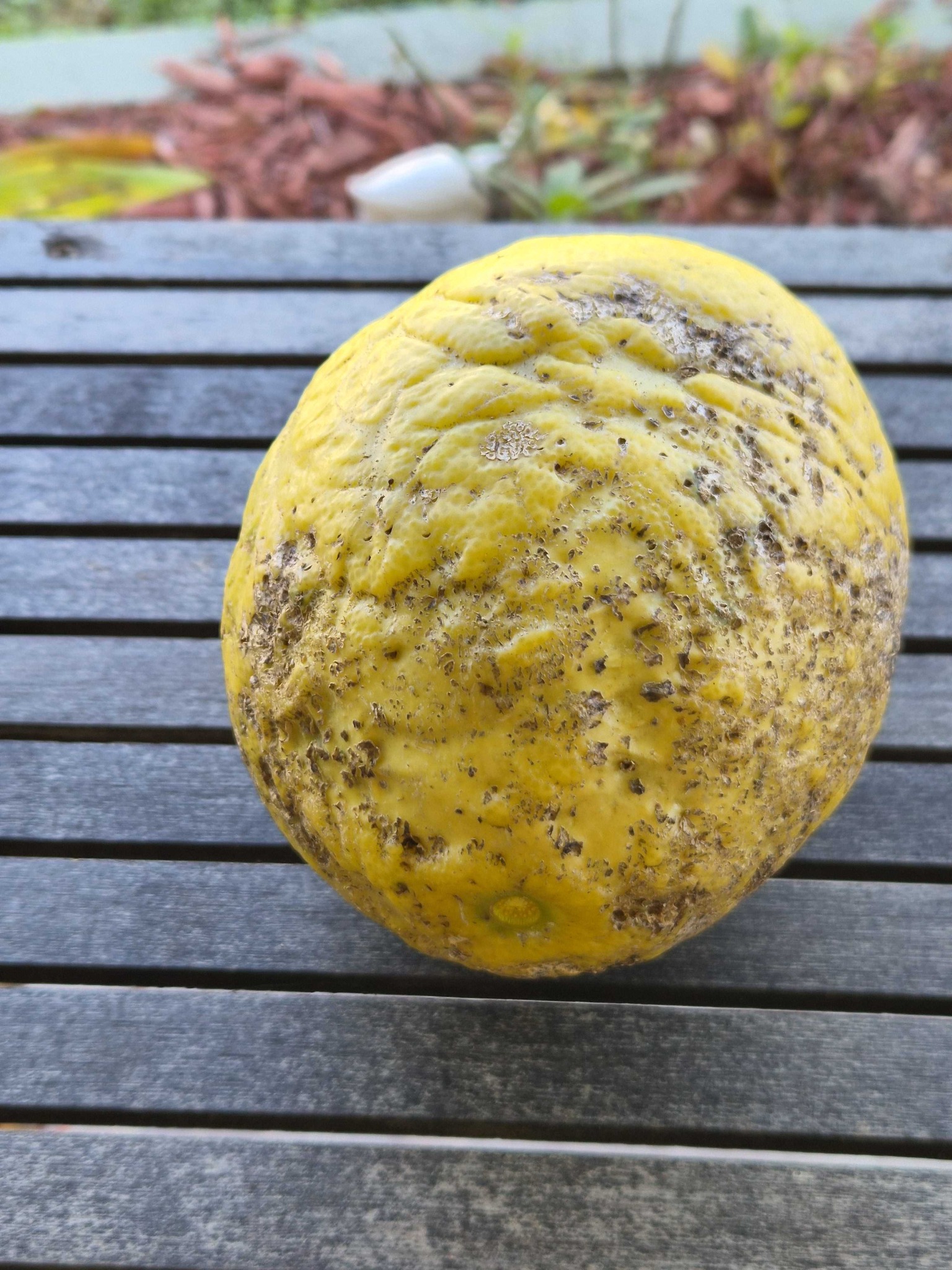 Lemon