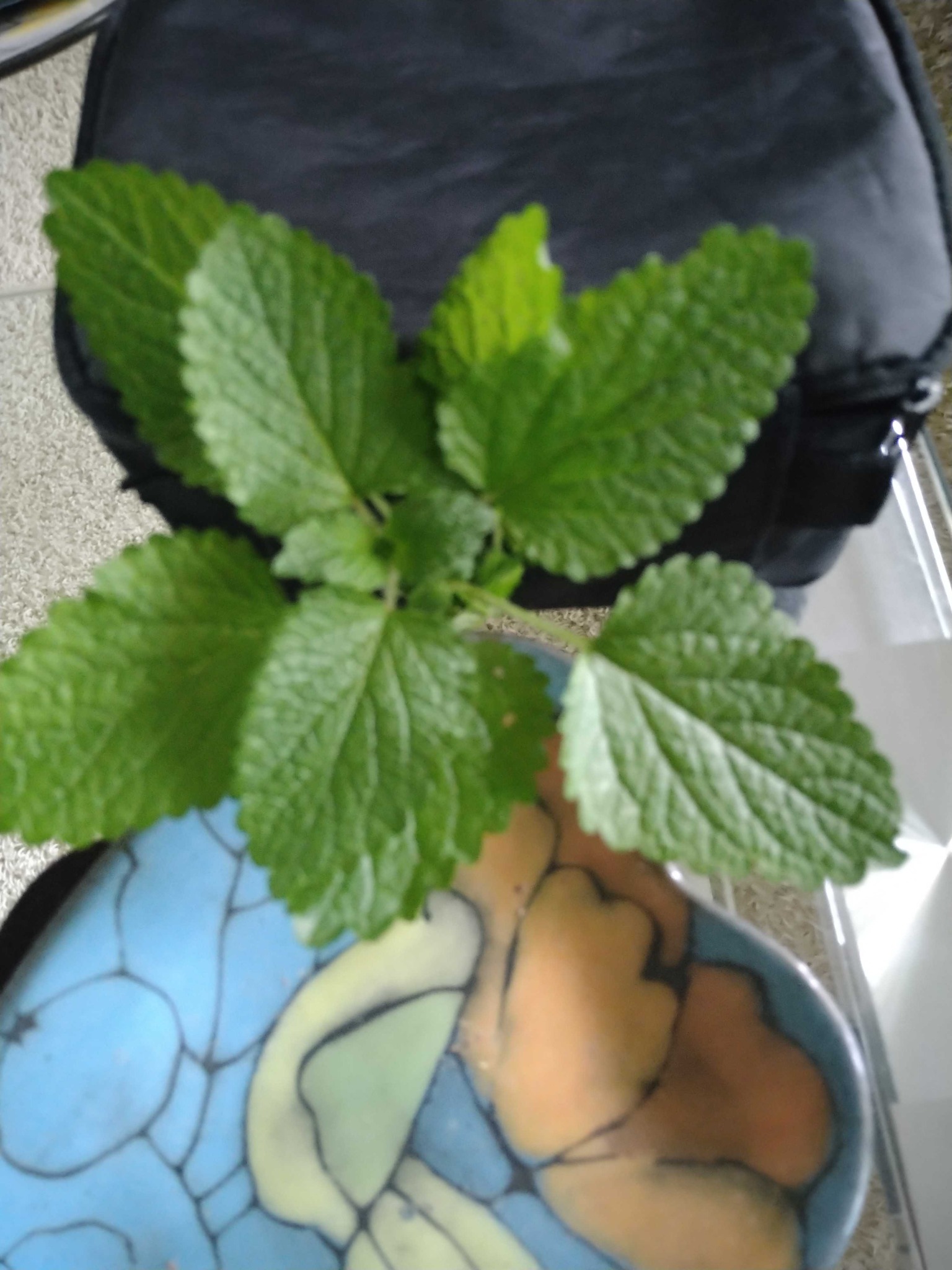 Lemon Balm
