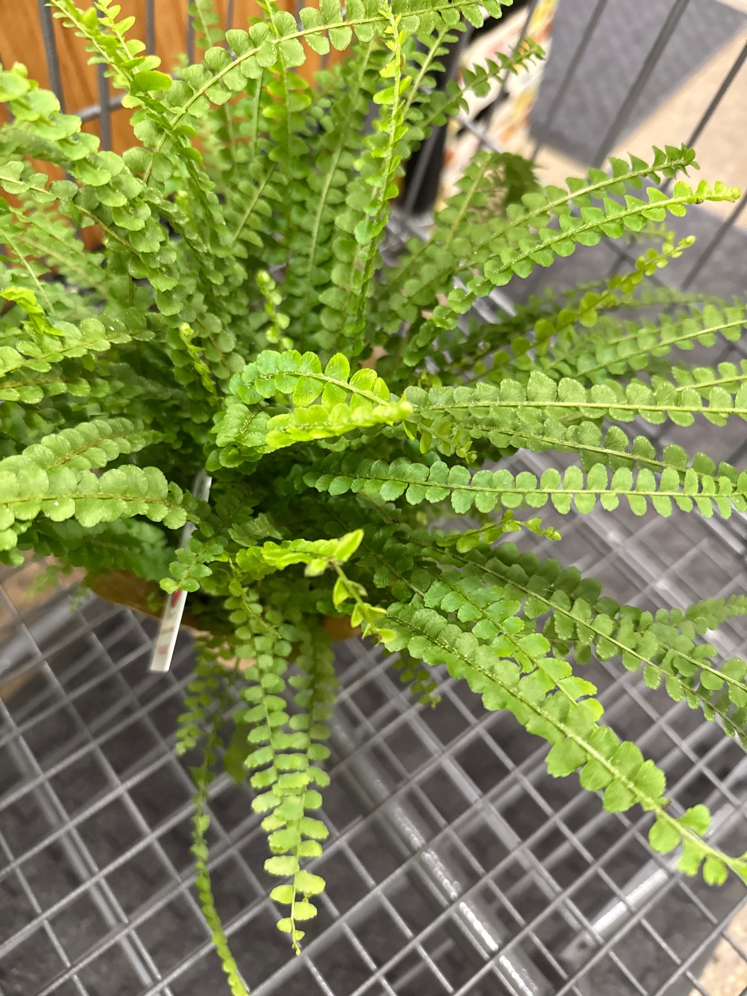 Lemon Button Fern