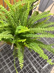 Lemon Button Fern
