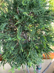 Lemon Cypress