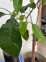 Lemon tree