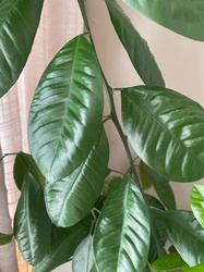 Lemon tree