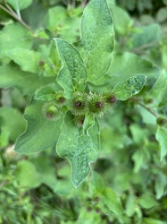 Lesser Burdock