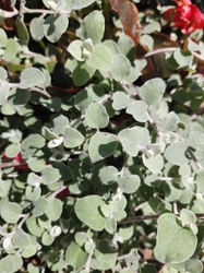 Licorice Plant