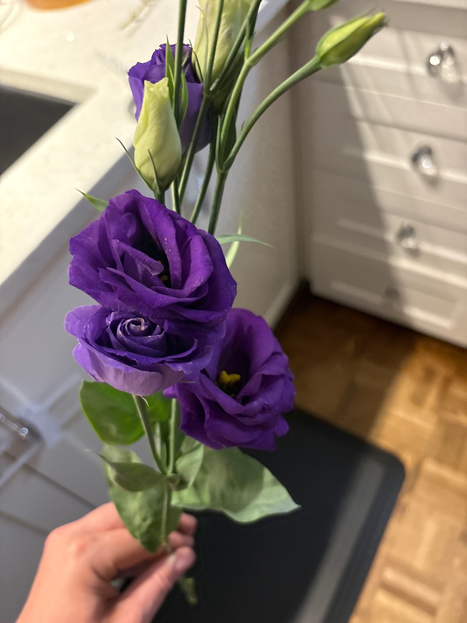 Lisianthus