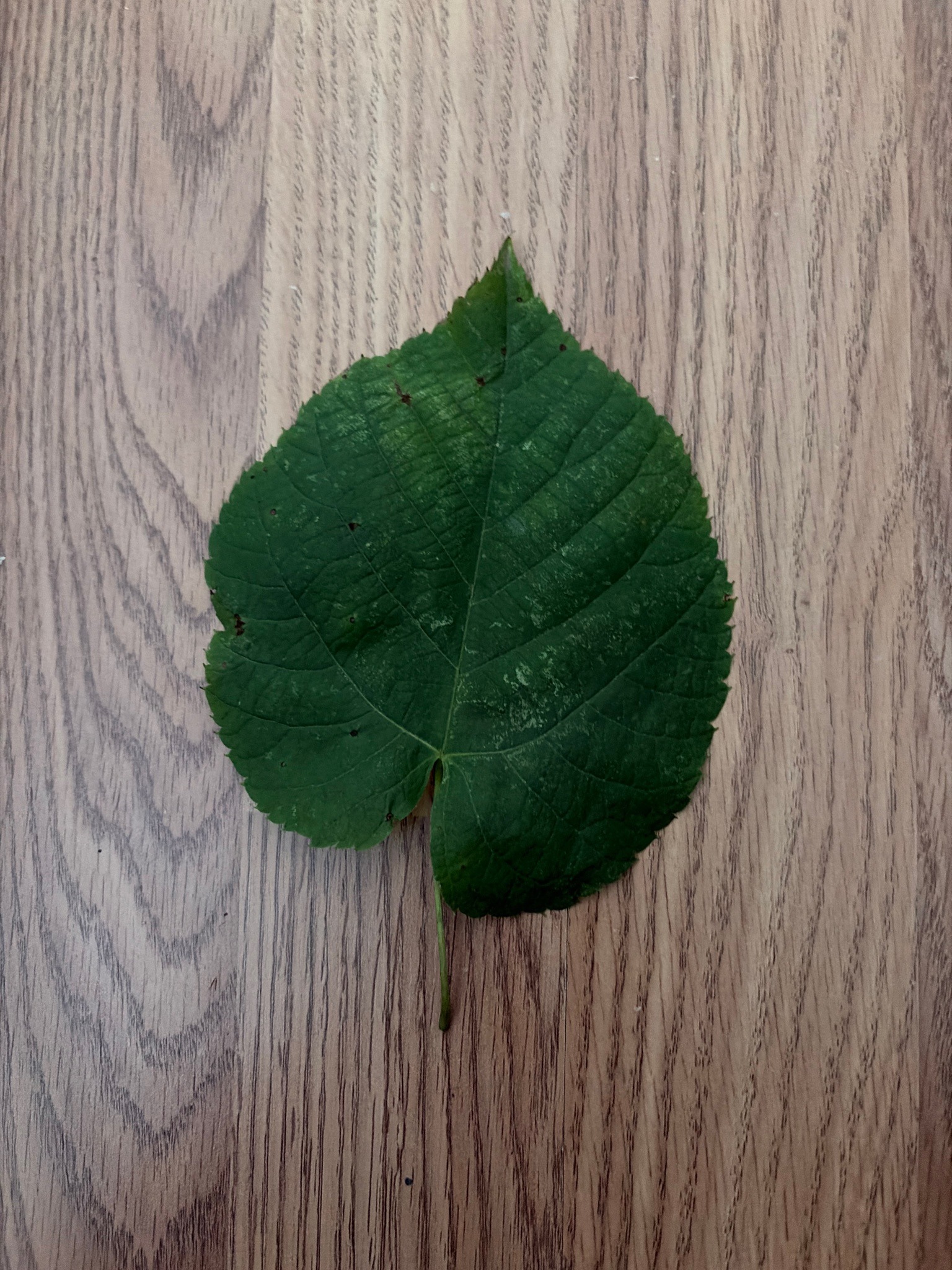 Littleleaf Linden
