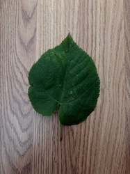 Littleleaf Linden