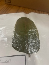 Live Oak