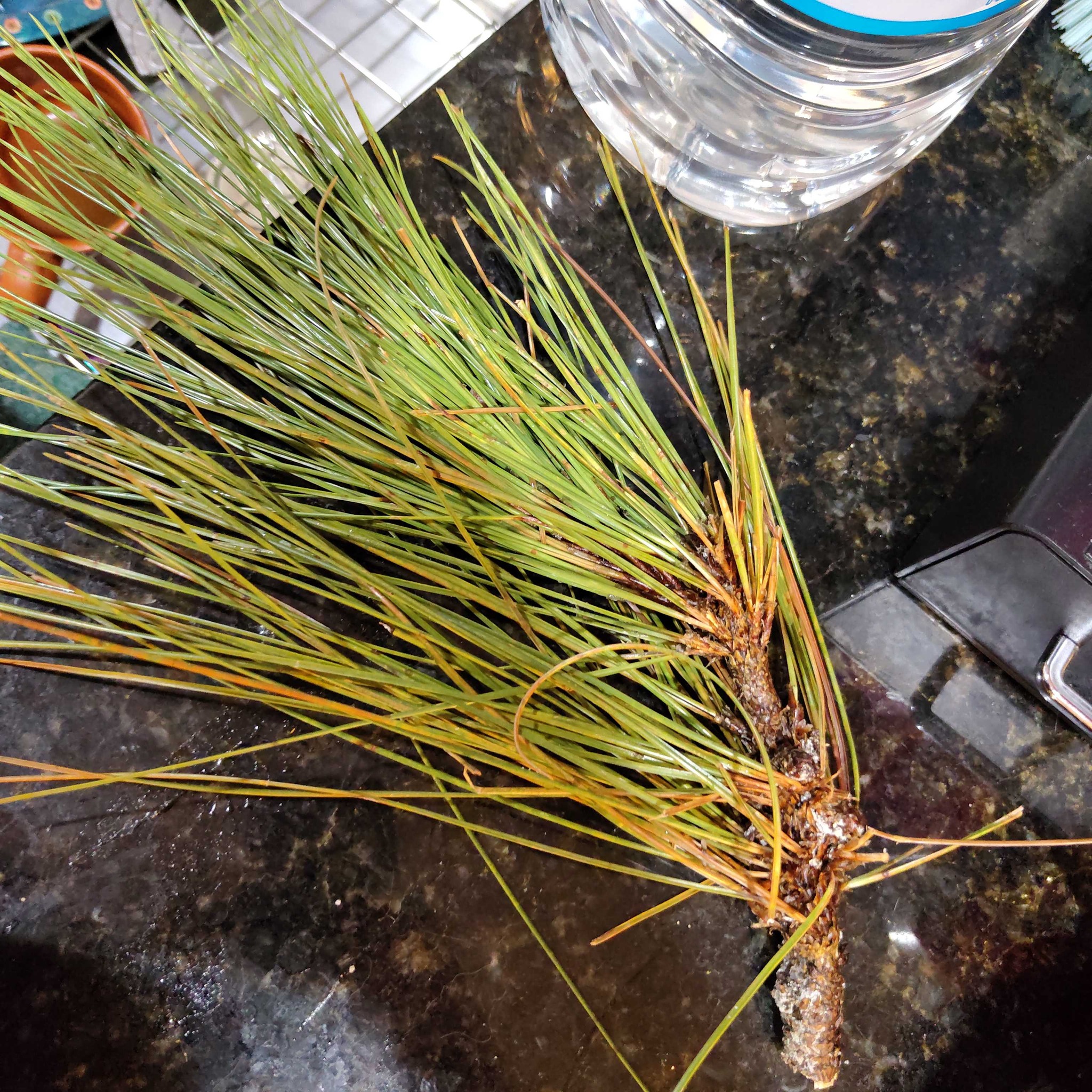 Loblolly Pine