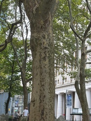 London plane tree