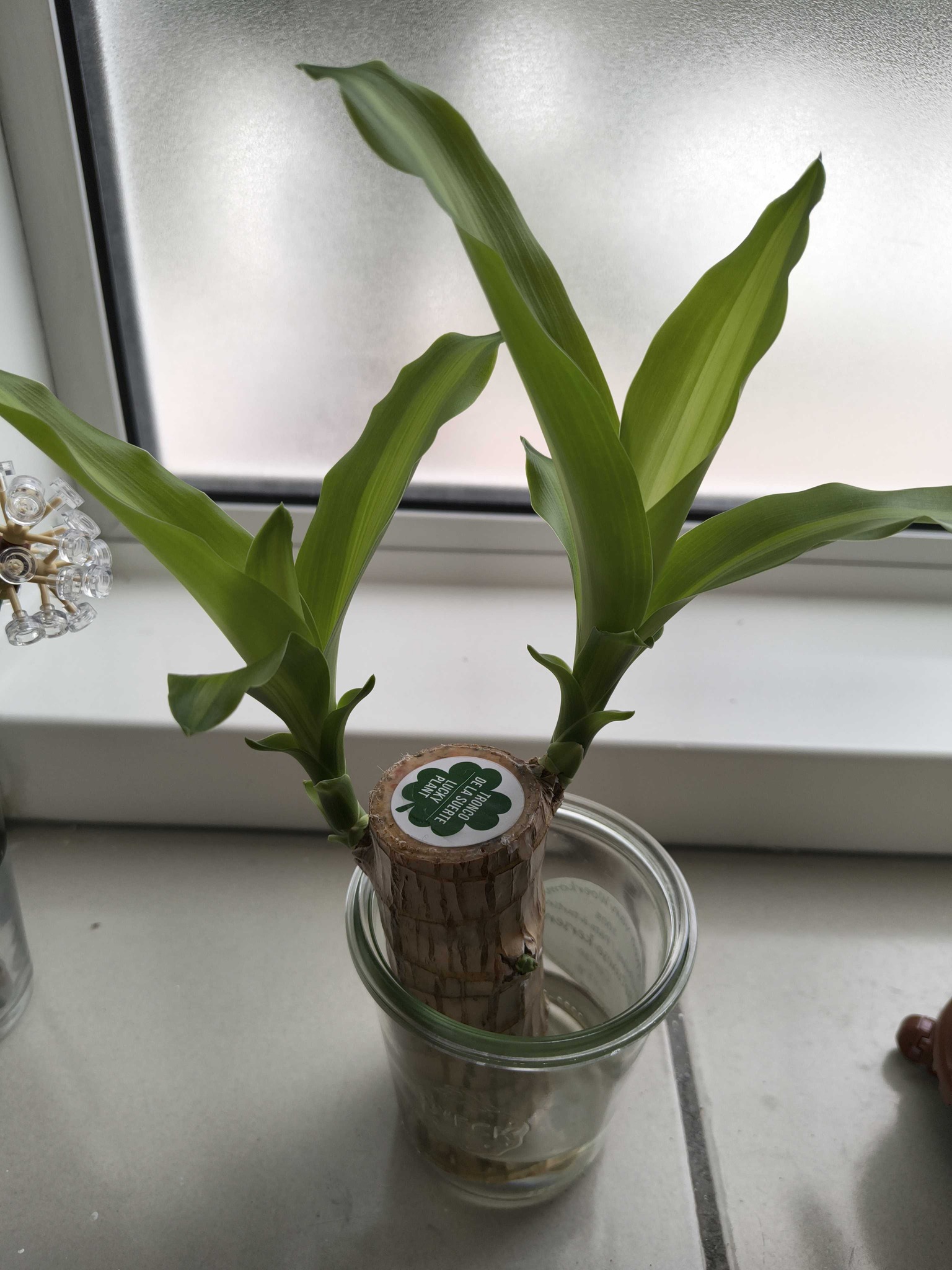 Lucky Plant / Brazil Wood