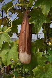 Luffa Gourd