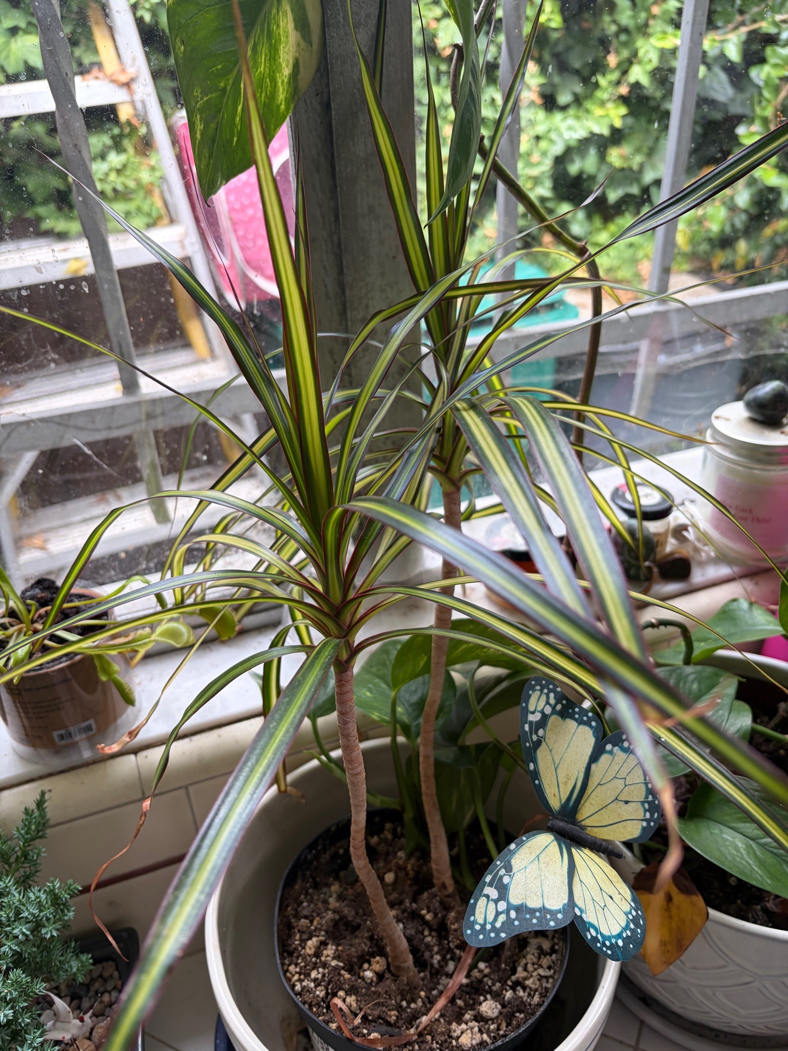Madagascar Dragon Tree