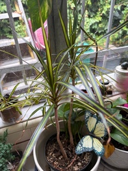 Madagascar Dragon Tree