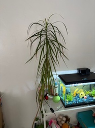 Madagascar Dragon Tree
