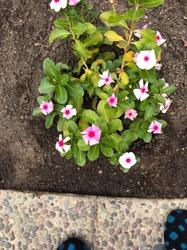 Madagascar Periwinkle