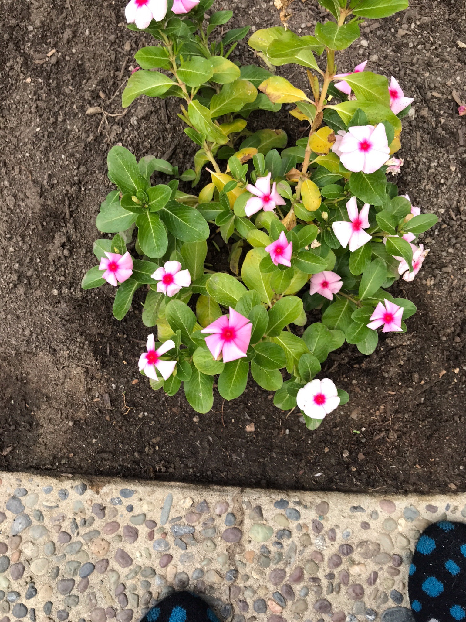 Madagascar Periwinkle
