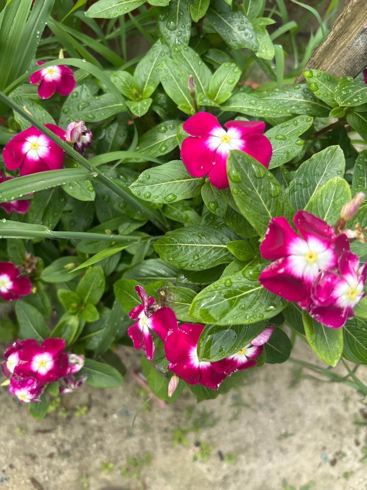 Madagascar Periwinkle