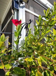 Mandevilla