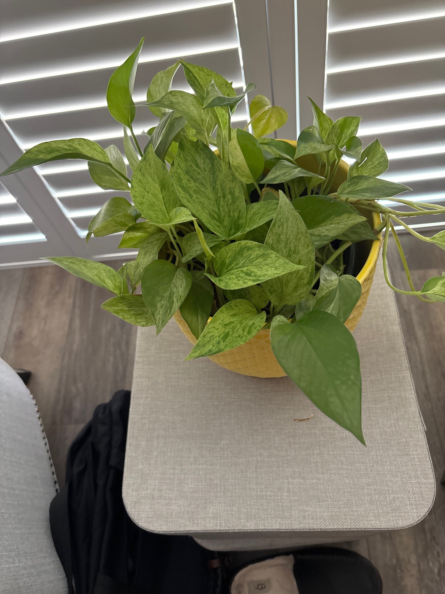 Marble Queen Pothos