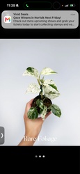 Marble Queen Pothos