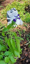Mealycup Sage