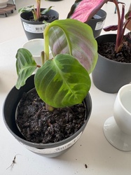 Medallion Calathea