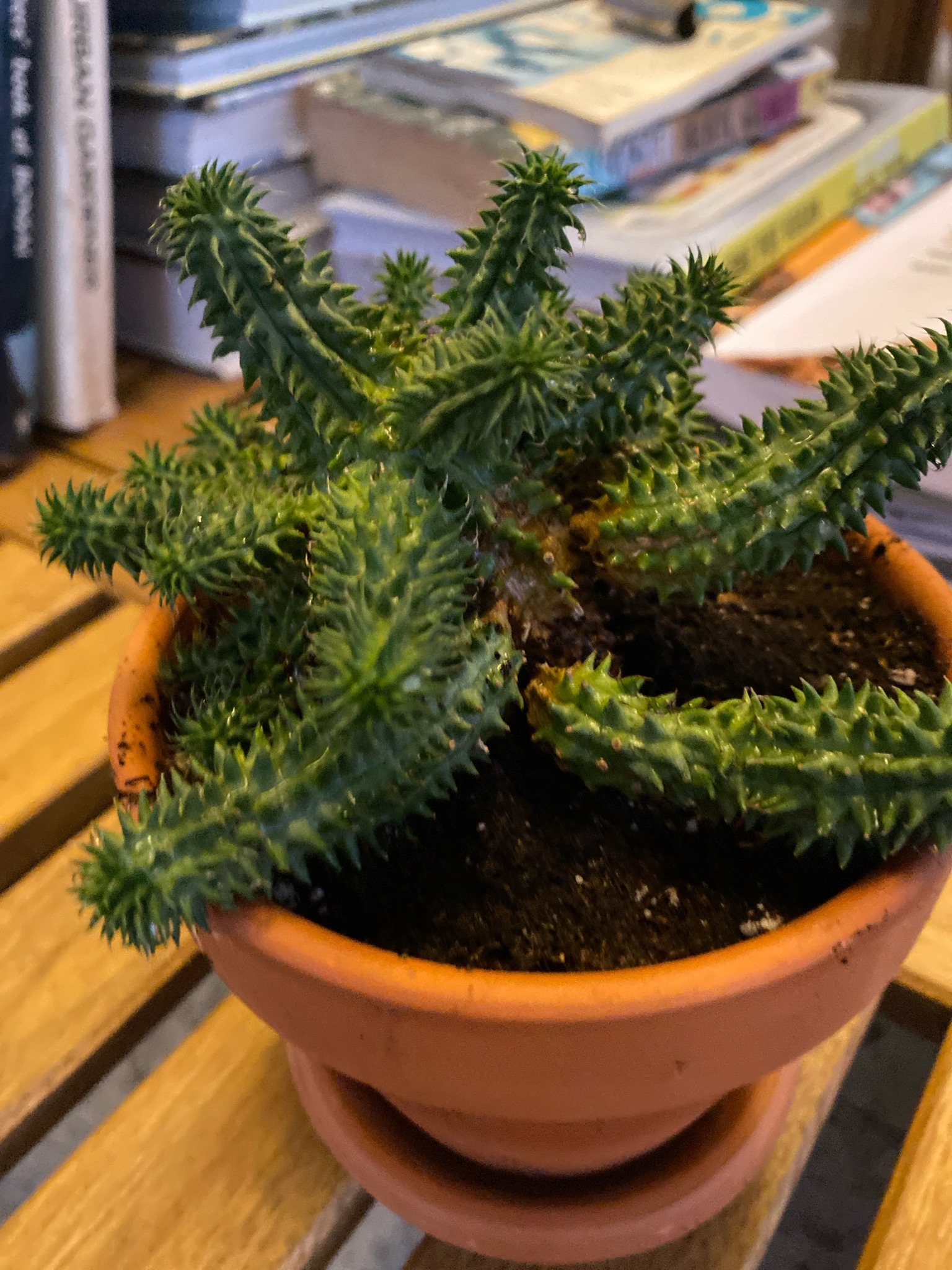 Medusa Euphorbia
