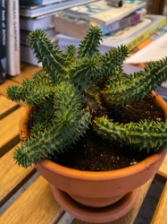 Medusa Euphorbia