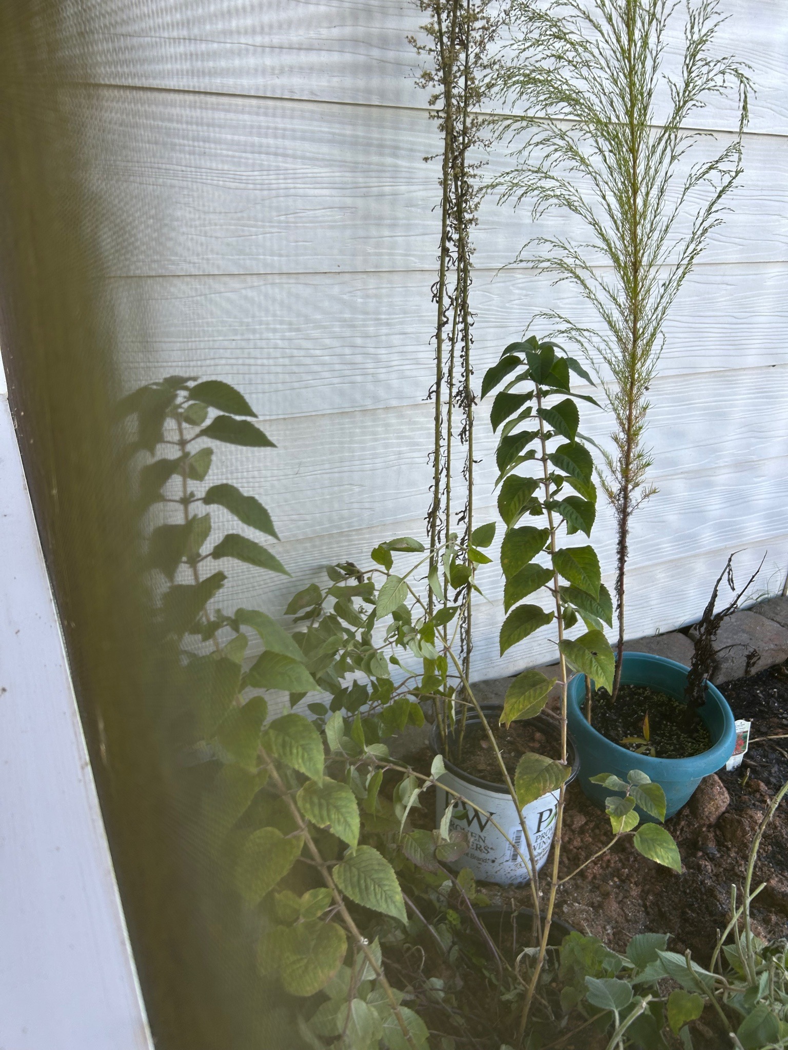 Mexican Bush Sage