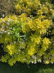 Mexican Orange Blossom