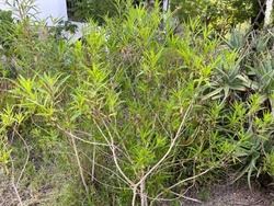 Mexican Tarragon