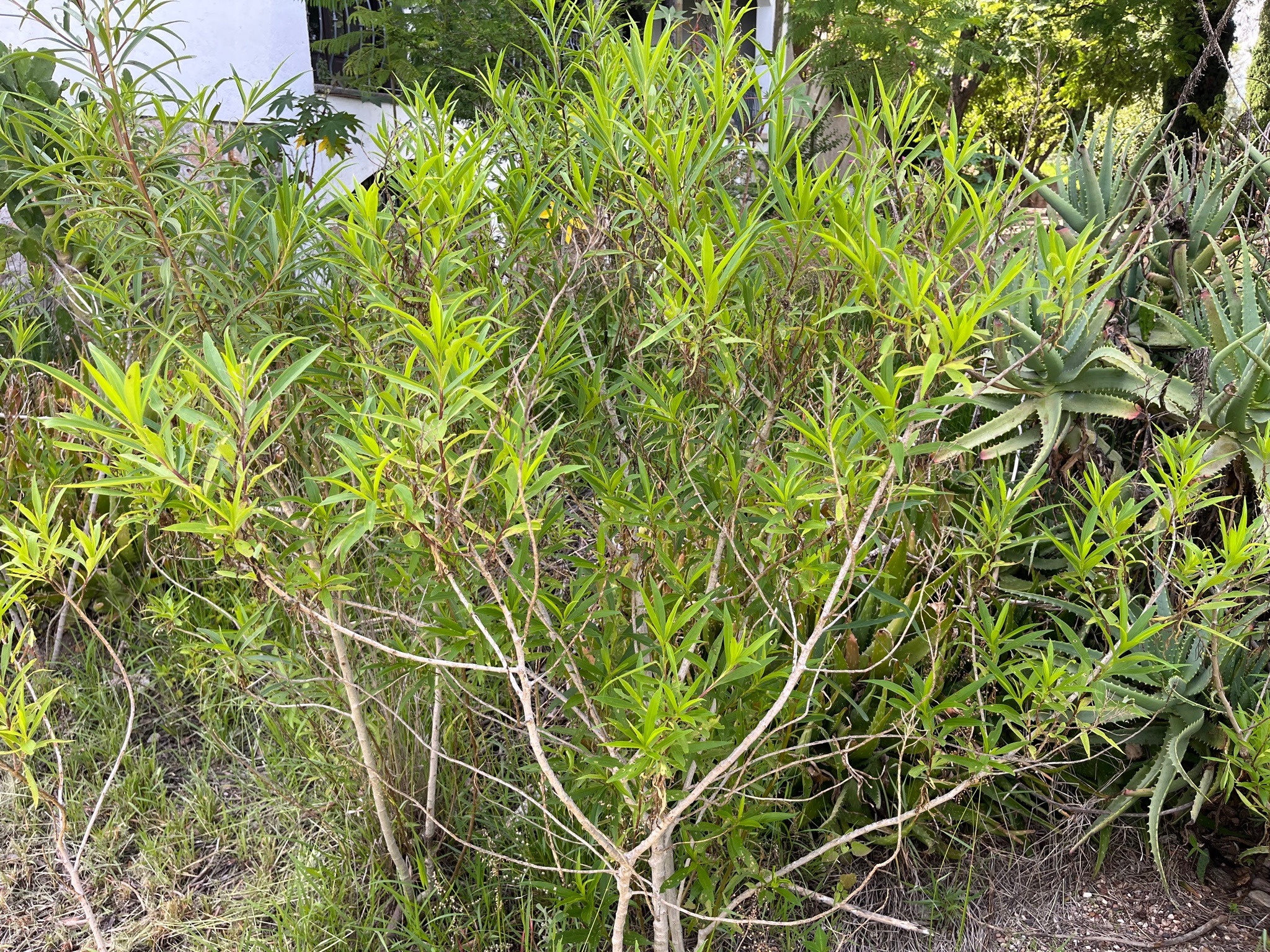 Mexican Tarragon
