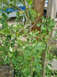 Midland Hawthorn