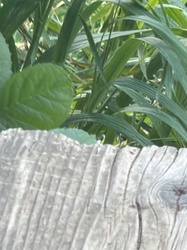 Mixed Grasses and Broadleaf Weeds
