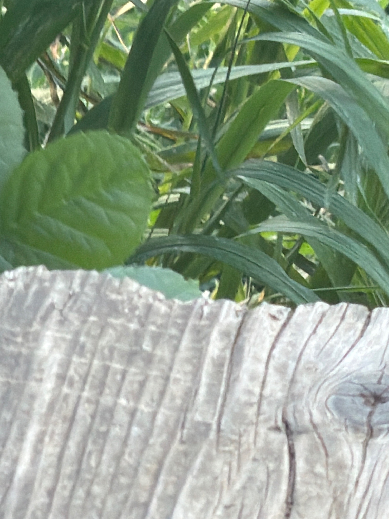 Mixed Grasses and Broadleaf Weeds