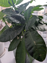 Money Tree