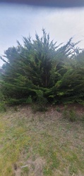 Monterey Cypress