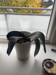 Moth Orchid