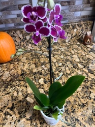 Moth Orchid