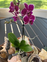 Moth Orchid